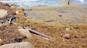 And while they are fighting the problem with sargassum harvesters, many in the public say that isn’t helping one bit. Minister Perez thinks otherwise, and says that they hope to acquire more of them soon. | 7 News Belize