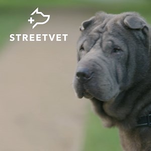 "We swapped the practice for the pavements" - StreetVet help those who are experiencing homelessness access vital veterinary care for their pets. By being a customer of tails.com, you're helping StreetVet continue their amazing work 💙 Some footage used was kindly recorded for StreetVet by The Meraki Initiative, SHB Creative Content, Ceva Animal Health UK and Scout Design. | tails.com