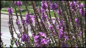 Identify Invasive Plants: Purple Loosestrife