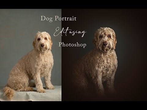 Studio Portrait of a Dog | Pet Photography | Dog Photography