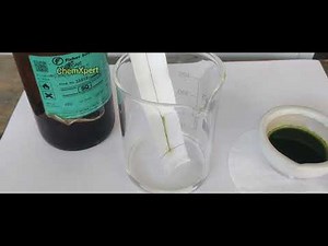 chromatography of Spinach | Class 11 Biology Practical| Class 12 Chemistry Practical