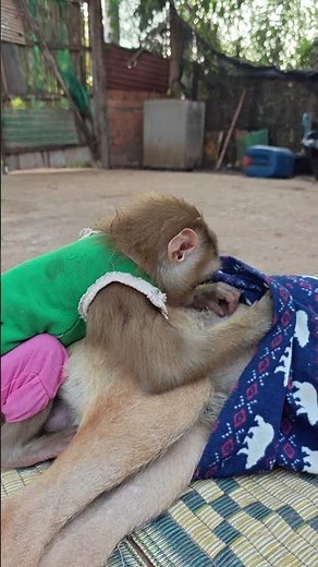 These animals are really warm towards humans.