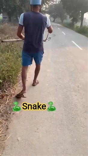 🐍Snake commoncarat🐍