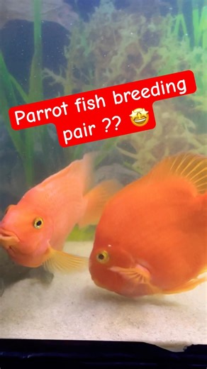 Parrot fish breeding pair 🤩 #parrotfish #fish #aquarium #shortsviral #viralvideo #ytshorts #shorts