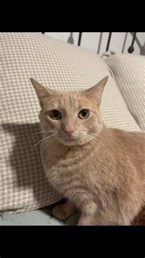 #fyppppppppppppppppppppppp #fypシ #meow #cat | cat videos