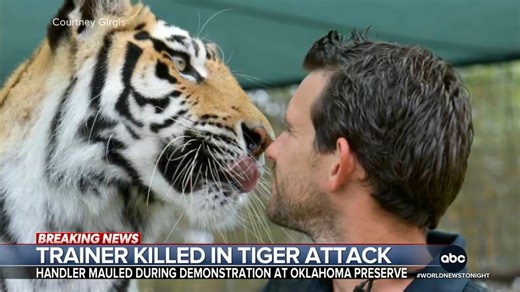 A handler was killed during a demonstration in Oklahoma by a tiger he had trained since a cub. The animal turned on the man while making paw prints on a canvas. Trevor Ault reports. https://abcnews.link/VZd55XT | ABC World News Tonight with David Muir