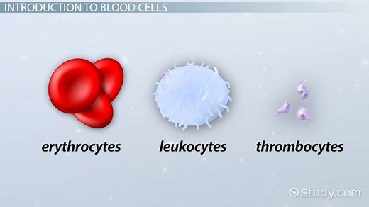 What Are Blood Cells? - Functions & Types