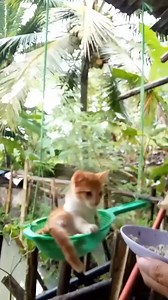 Mày mà mang mèo về là tao ném đi đấy, vẫn là mẹ tôi: | Đảo Mèo