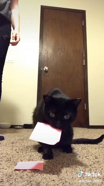 #cat #catsoftiktok #postitnote #postitnotechallenge #foryou #foryoupage #quarantine #boredathome