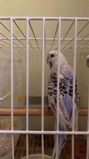 Casal iníciou a postura Corpo Claro do Texa #periquitosaustralianos