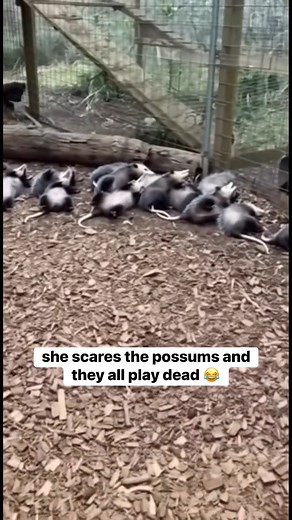 When all the possums get scared 😂 | Awesome World