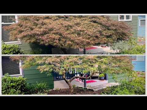2 Japanese laceleaf maples - before and after pruning in early September