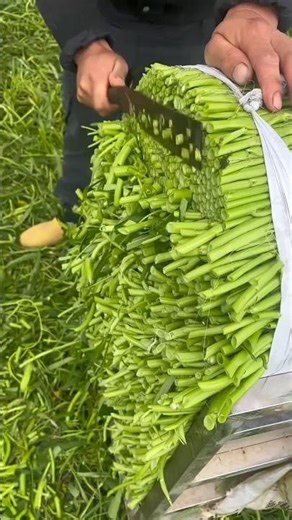 The method of harvesting water spinach by cutting the entire bundle vertical #shorts
