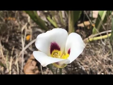 Utah state flower, sego lily in bloom