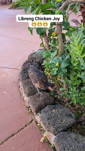 Here in Kauai… the chickens are on another level.  They roam the...