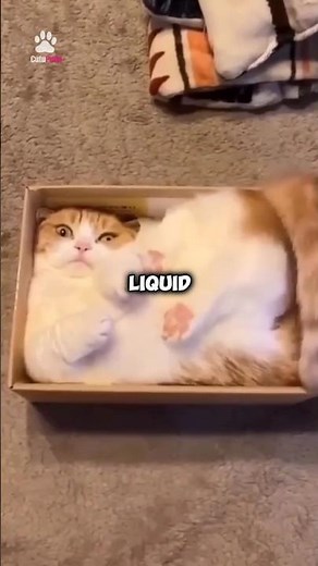 Cats are flexible like LIQUID!