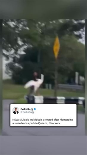 Collin Rugg | The group was seen stuffing the animal into their Prius before speeding off. Local teacher Stephanie Santiago says she believes the swan... | Instagram