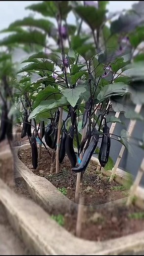 Vegetable cultivation methods in the backyard || Farming tips #vegetables #gardening