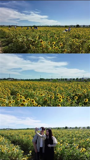関西のひまわり丘公園おすすめガイド