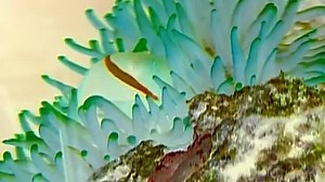 Baby Einstein - Baby Neptune - Discovering Water in G Major