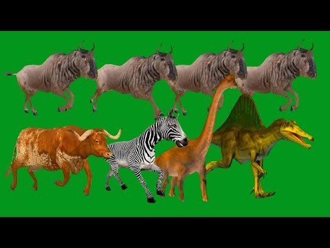 Dinosaurs Animalas Spring Running HD Green Screen Blue Screen Black Screen Video