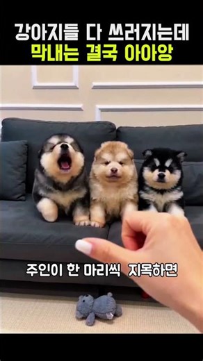 All the puppies collapsed, but the youngest one eventually let out an aaaah #BabyPuppy #FunnyPupp...