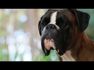 Boxer