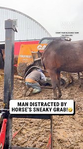 What a helpful horse 😭🐴 | Meme Lord