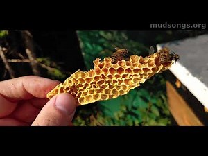 How Honey Bees Talk to Each Other