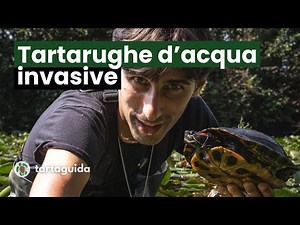 Invasive Turtles: Management of Trachemys Scripta between Laws and the Environment - TartaGuida