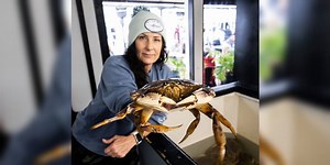 California Dungeness crab season on hold again with fishermen losing out big