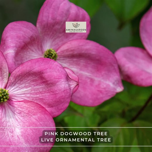 Pink Dogwood Tree – Live Ornamental Tree 10–16" Tall in Quart Pot, Flowering Landscape Favorite - Etsy