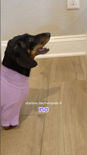 Don’t touch the electrical socket! #starboxdachshunds