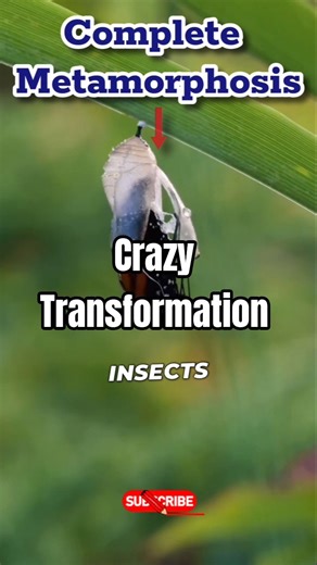 3 Types of Metamorphosis | Insects Life Cycle