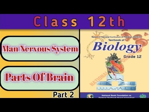 Parts of Brain Explained | NBF Class 12th | Smart Learning Base