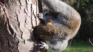 Squirrel, Grey, Brown, Fur