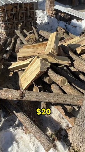 Planting Black Locust Trees - Free Fenceposts and Firewood