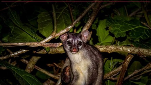 The bizarre shrieks and screams of Cacomistle - Wildlife sounds | George Vlad