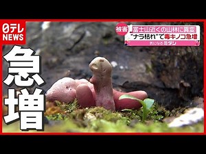 【異変】“富士山ふもと” 山中湖村で「毒キノコ」が急増