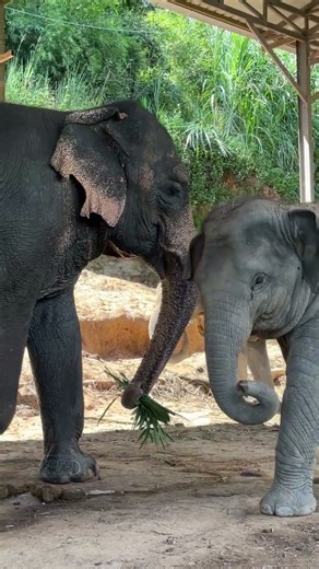 ความน่ารักของลูกช้างน้อยปางช้างยุทธศักดิ์ เดินป่วนช้างใหญ่แสนซนจนใครเห็นก็ต้องเอ็นดู - สตอรี่ช้างไทย