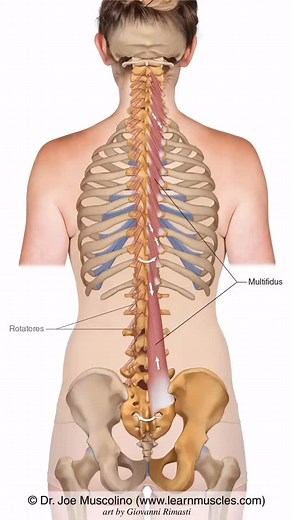 2.6K views · 406 reactions |  LearnMuscles.com ...