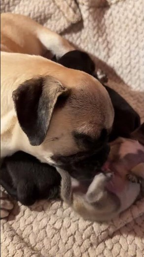 Pug Puppies LIVE Sleeping 🐶 Calm, Cute & Relaxing (HD)