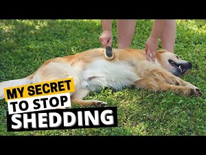 7 Tips to Manage Golden Retriever Shedding