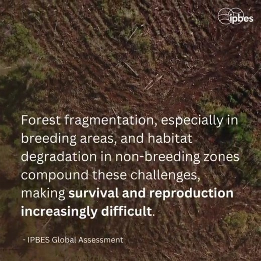 💡 #ThingsYouShouldKnow about #biodiversity: The state of #CoralReefs🪸is a stark reminder of the interconnectedness of #ClimateChange & #biodiversity. By fostering sustainable practices & green technologies, we can chart a course for a healthier planet. via IPBES | United Nations Biodiversity