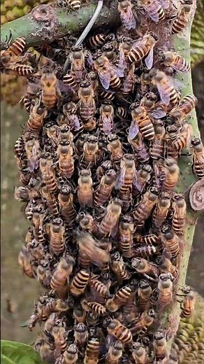 Unbreakable Loyalty: The Devotion of Honey Bees to Their Queen #queenbees #bees