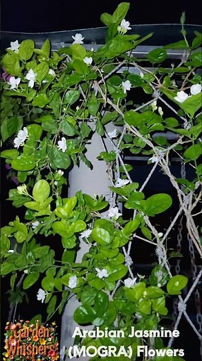 Arabian Jasmine Flowers Beauty In The Night Time