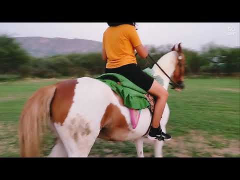 horse walk | horse riding and racing | girl Rider