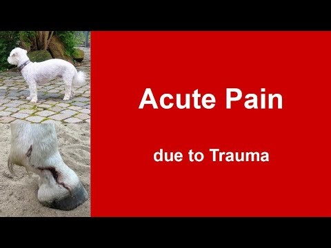 TCVM support for acute pain from injury or herniated dics