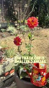 DAHLIA TIPS FOR BEGINNER GARDENERS #beginnergardener