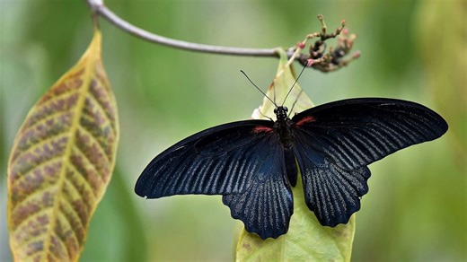 Black Butterflies: Symbolism & Meaning